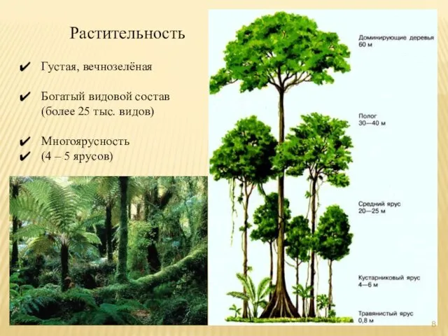 Растительность Густая, вечнозелёная Богатый видовой состав (более 25 тыс. видов) Многоярусность (4 – 5 ярусов)