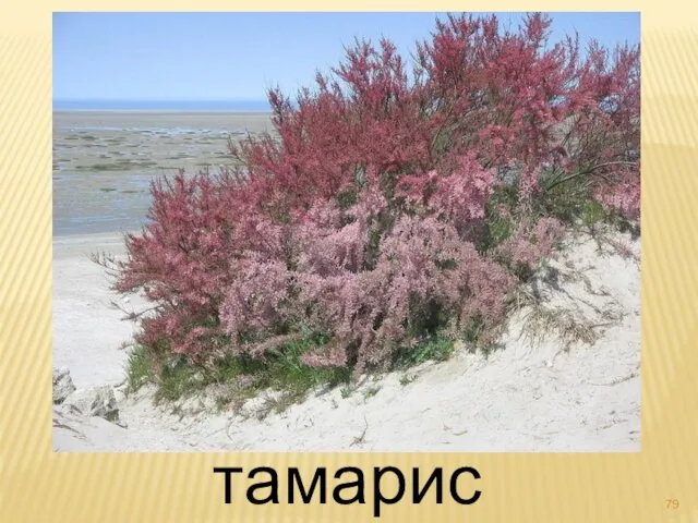 тамариск