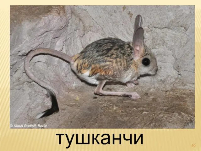 тушканчик