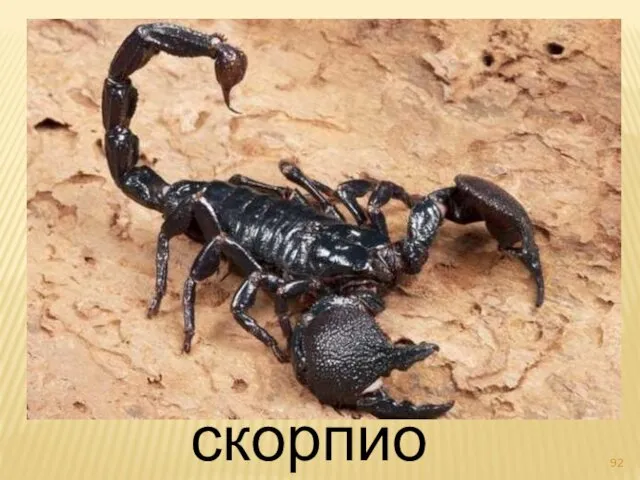 скорпион