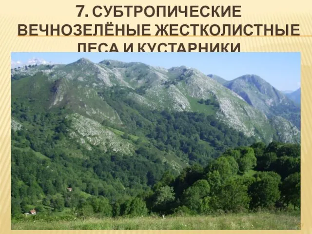 7. СУБТРОПИЧЕСКИЕ ВЕЧНОЗЕЛЁНЫЕ ЖЕСТКОЛИСТНЫЕ ЛЕСА И КУСТАРНИКИ