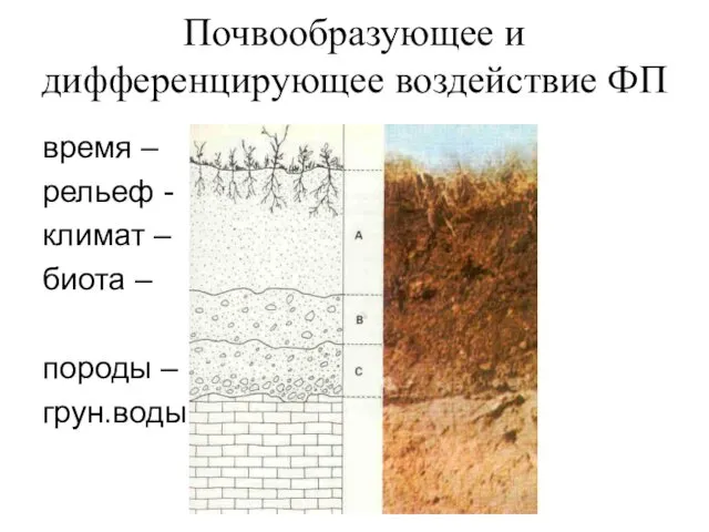 Почвообразующее и дифференцирующее воздействие ФП время – рельеф - климат – биота – породы – грун.воды