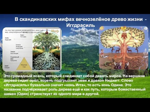 В скандинавских мифах вечнозелёное древо жизни - Иггдрасиль Это громадный ясень,