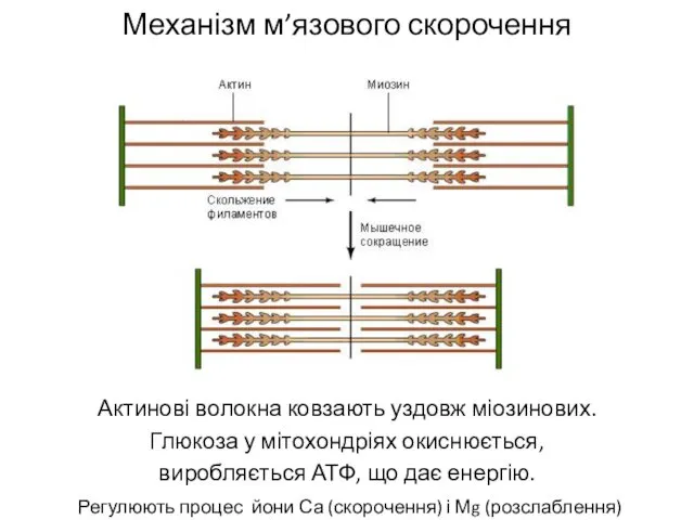 Механізм м’язового скорочення Актинові волокна ковзають уздовж міозинових. Глюкоза у мітохондріях