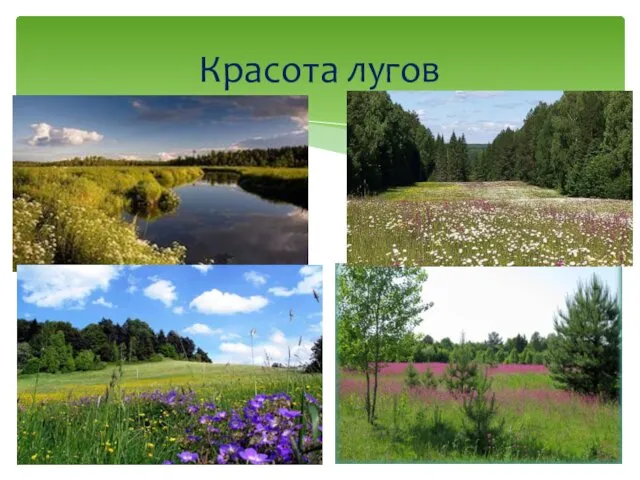 Красота лугов