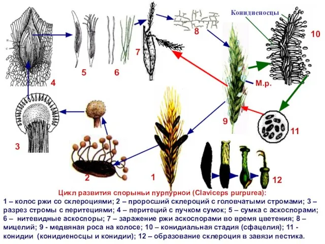 Цикл развития спорыньи пурпурной (Claviceps purpurea): 1 – колос ржи со