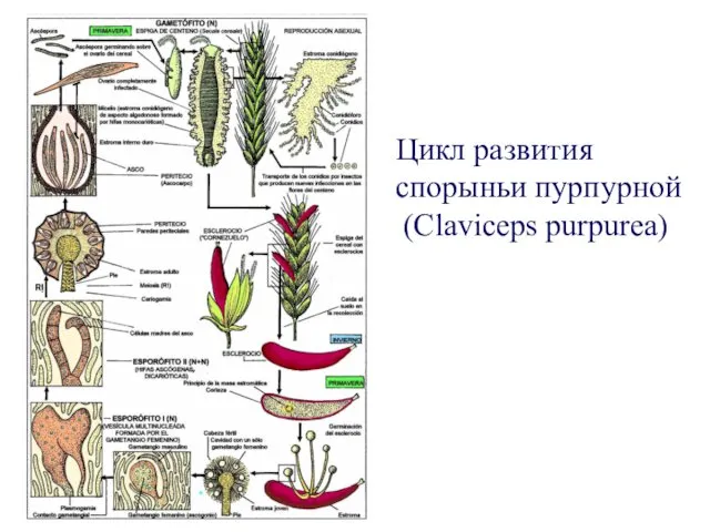 Цикл развития спорыньи пурпурной (Claviceps purpurea)