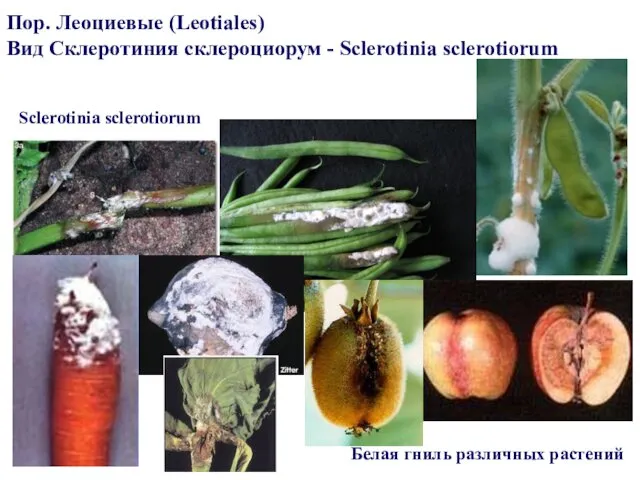 Пор. Леоциевые (Leotiales) Вид Склеротиния склероциорум - Sclerotinia sclerotiorum Белая гниль различных растений Sclerotinia sclerotiorum