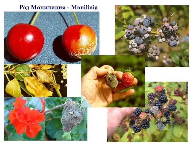 Род Монилиния - Monilinia