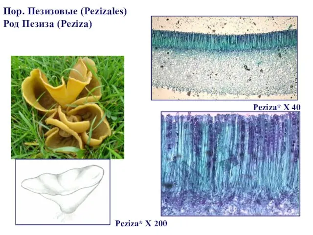 Пор. Пезизовые (Pezizales) Род Пезиза (Peziza) Peziza* X 40 Peziza* X 200