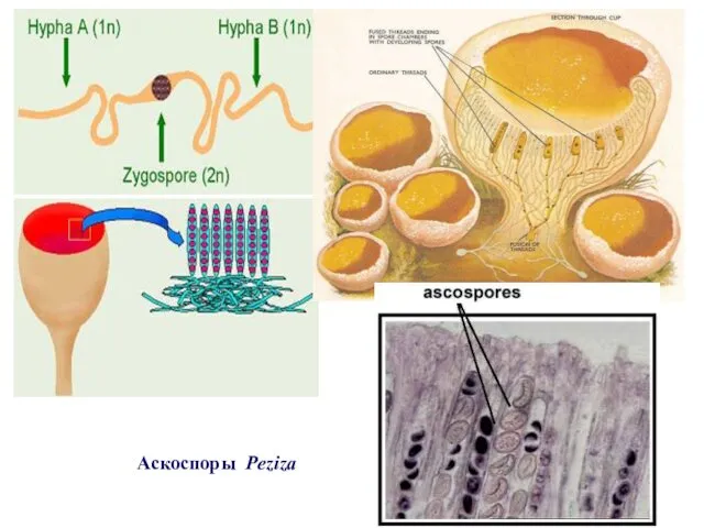 Аскоспоры Peziza