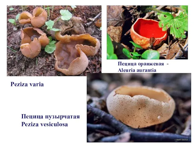 Peziza varia Пецица пузырчатая Peziza vesiculosa Пецица оранжевая - Aleuria aurantia