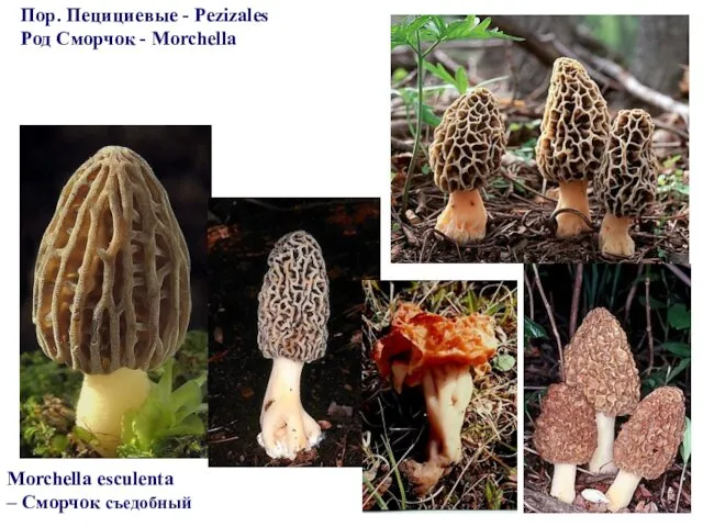 Пор. Пецициевые - Pezizales Род Сморчок - Morchella Morchella esculenta – Сморчок съедобный