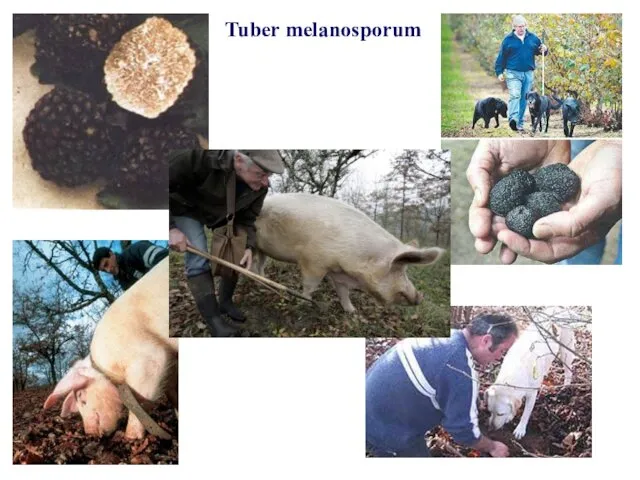 Tuber melanosporum «охота на мух»