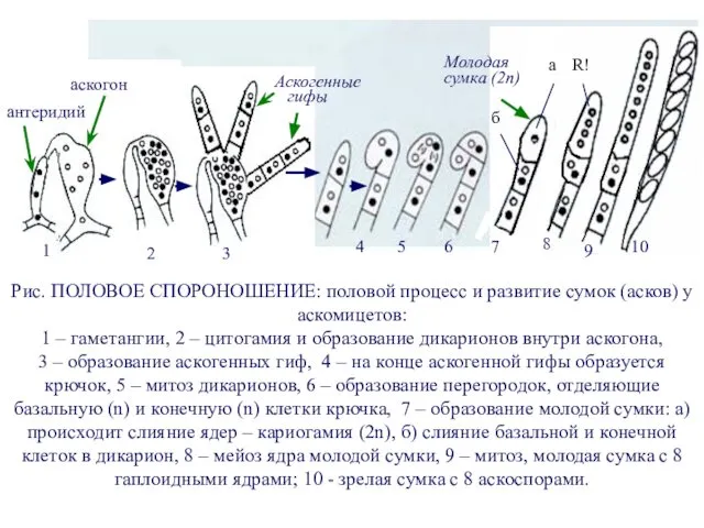 Рис. ПОЛОВОЕ СПОРОНОШЕНИЕ: половой процесс и развитие сумок (асков) у аскомицетов: