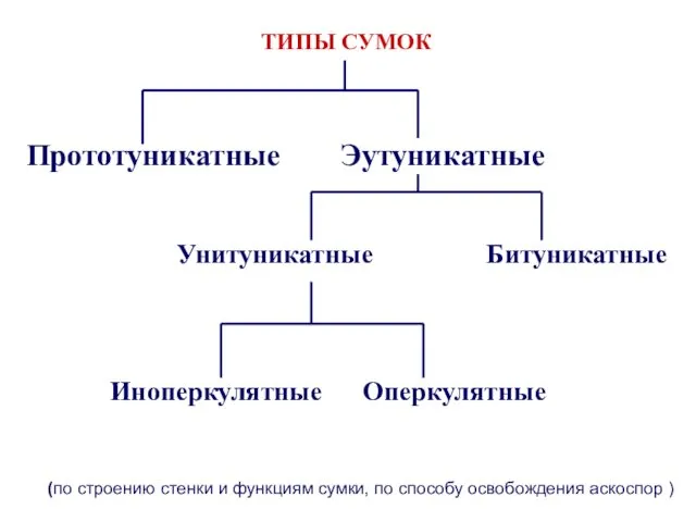 (по строению стенки и функциям сумки, по способу освобождения аскоспор )