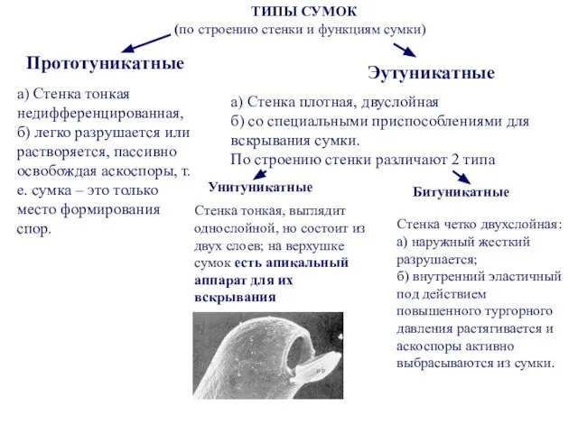 ТИПЫ СУМОК (по строению стенки и функциям сумки) Прототуникатные Эутуникатные Унитуникатные