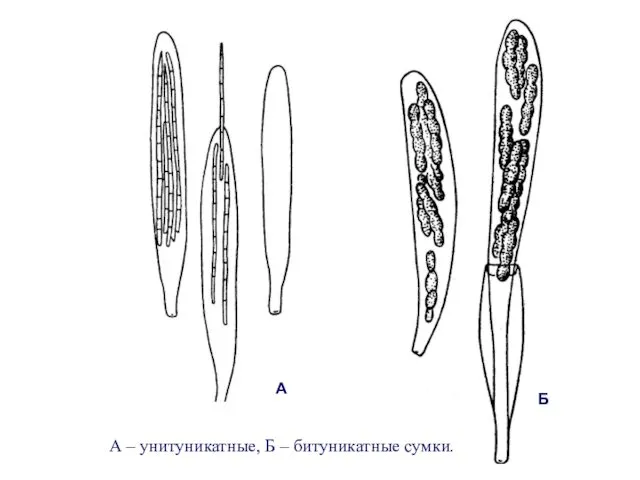 А Б А – унитуникатные, Б – битуникатные сумки.