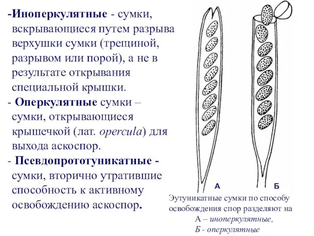 Иноперкулятные - сумки, вскрывающиеся путем разрыва верхушки сумки (трещиной, разрывом или