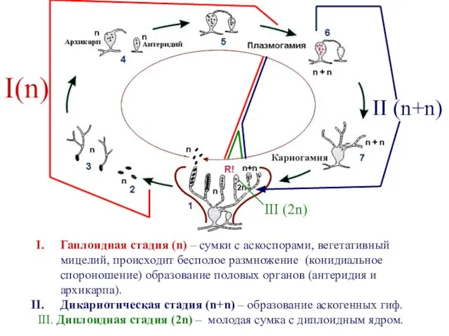 Гаплоидная стадия (n) – сумки с аскоспорами, вегетативный мицелий, происходит бесполое