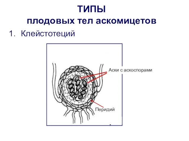 ТИПЫ плодовых тел аскомицетов Клейстотеций