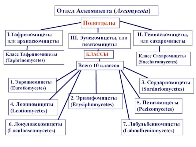 Отдел Аскомикота (Ascomycota) Подотделы I.Тафриномицеты или архиаскомицеты II. Гемиаскомицеты, или сахаромицеты