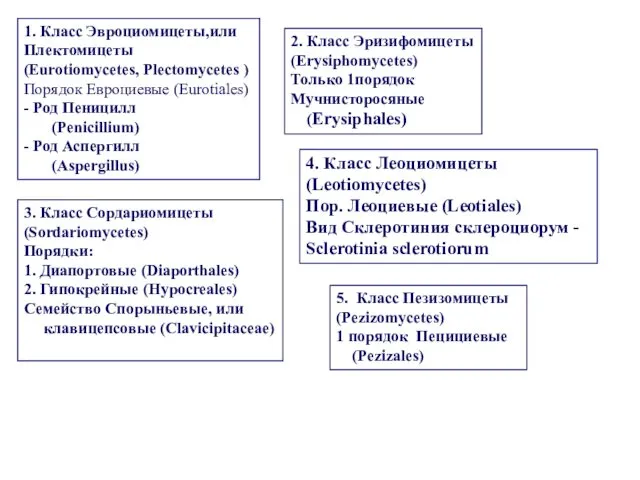 3. Класс Сордариомицеты (Sordariomycetes) Порядки: 1. Диапортовые (Diaporthales) 2. Гипокрейные (Hypocreales)