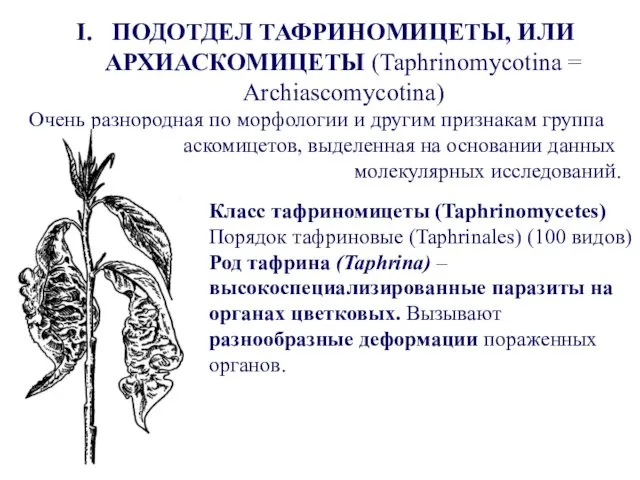 ПОДОТДЕЛ ТАФРИНОМИЦЕТЫ, ИЛИ АРХИАСКОМИЦЕТЫ (Taphrinomycotina = Archiascomycotina) Очень разнородная по морфологии