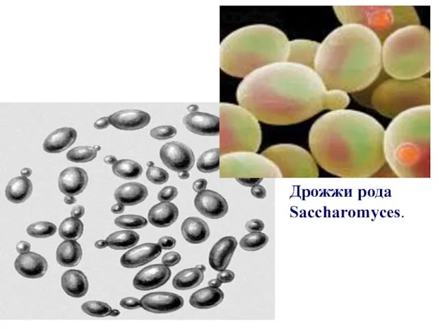 Дрожжи рода Saccharomyces.