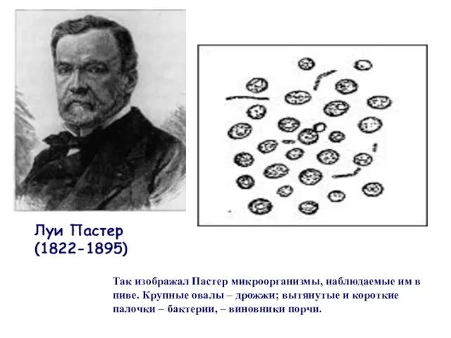 Луи Пастер (1822-1895) Так изображал Пастер микроорганизмы, наблюдаемые им в пиве.