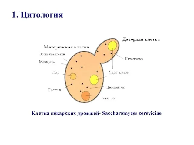 1. Цитология Клетка пекарских дрожжей- Saccharomyces cereviciae