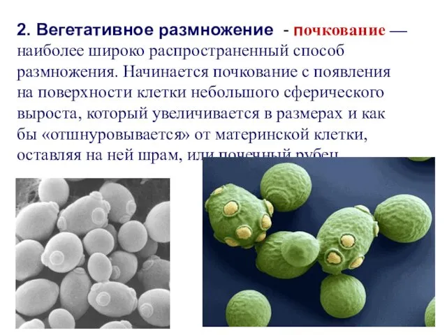 2. Вегетативное размножение - почкование — наиболее широко распространенный способ размножения.