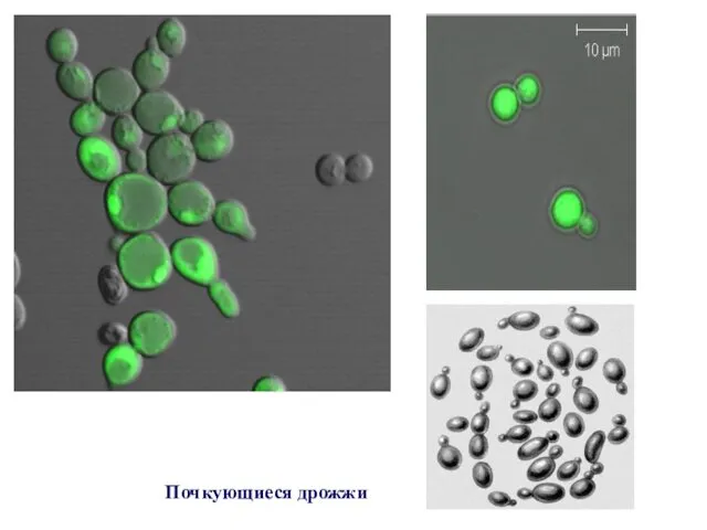 Почкующиеся дрожжи