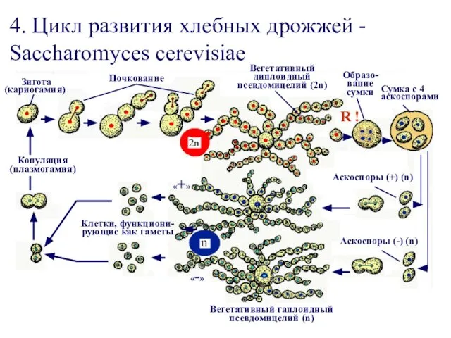 4. Цикл развития хлебных дрожжей - Saccharomyces cerevisiae