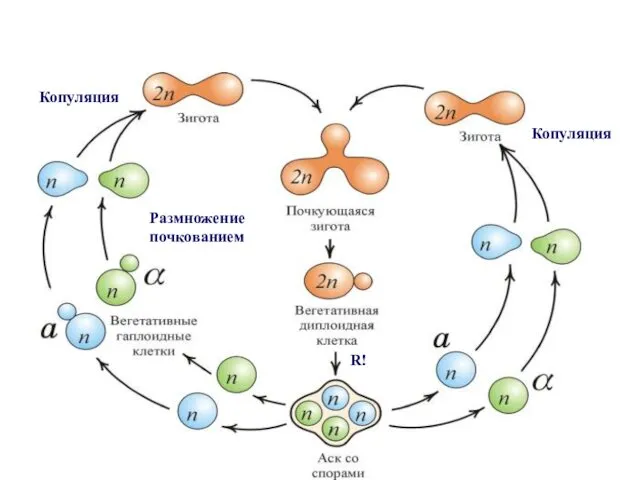 R! Размножение почкованием Копуляция Копуляция