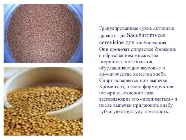 Гранулированные сухие активные дрожжи для Saccharomyces cerevisiae для хлебопечения. Они проводят