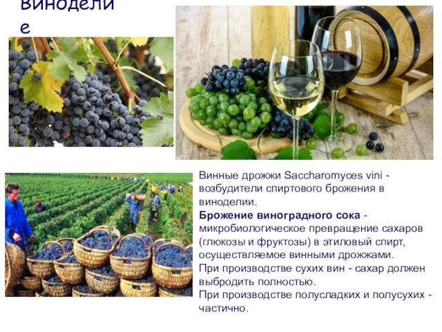 Винные дрожжи Saccharomyces vini - возбудители спиртового брожения в виноделии. Брожение