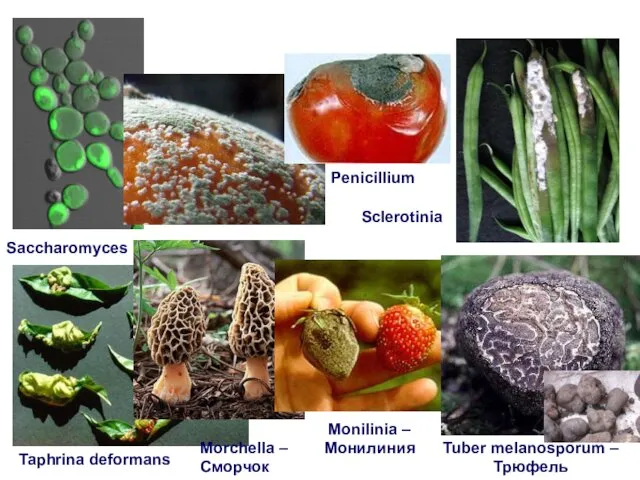 Taphrina deformans Penicillium Saccharomyces Morchella – Сморчок Sclerotinia Monilinia – Монилиния Tuber melanosporum – Трюфель