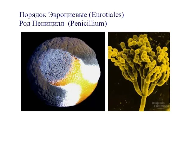 Порядок Эвроциевые (Eurotiales) Род Пеницилл (Penicillium)