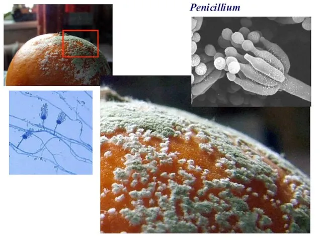 Penicillium