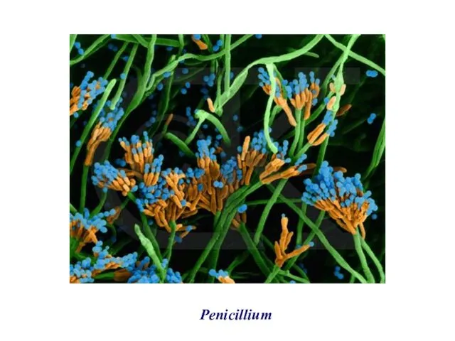 Penicillium