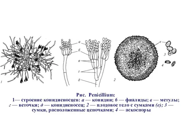 Рис. Penicillium: 1— строение конидиеносцев: а — конидии; 6 — фиалиды;