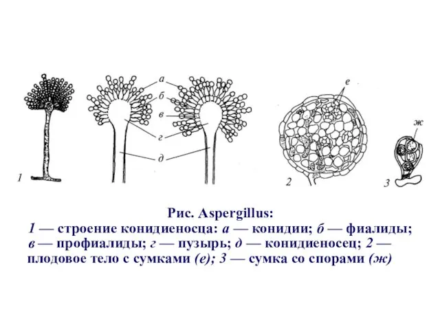 Рис. Aspergillus: 1 — строение конидиеносца: а — конидии; б —