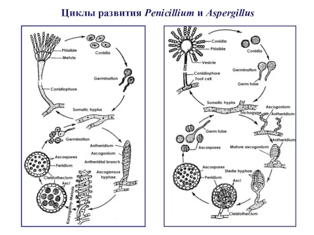 Циклы развития Penicillium и Aspergillus