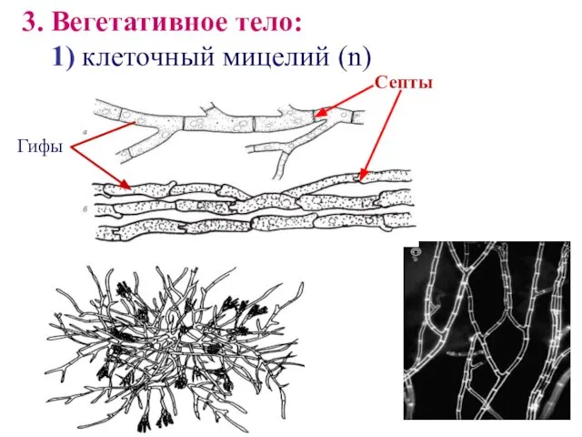 3. Вегетативное тело: 1) клеточный мицелий (n) Септы Гифы