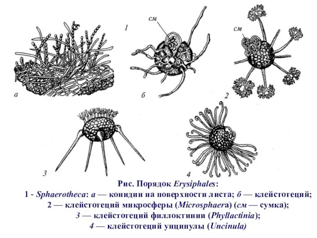 Рис. Порядок Erysiphales: 1 - Sphaerotheca: a — конидии на поверхности