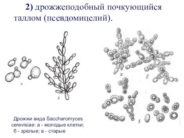 2) дрожжеподобный почкующийся таллом (псевдомицелий). Дрожжи вида Saccharomyces cerevisiae: а -