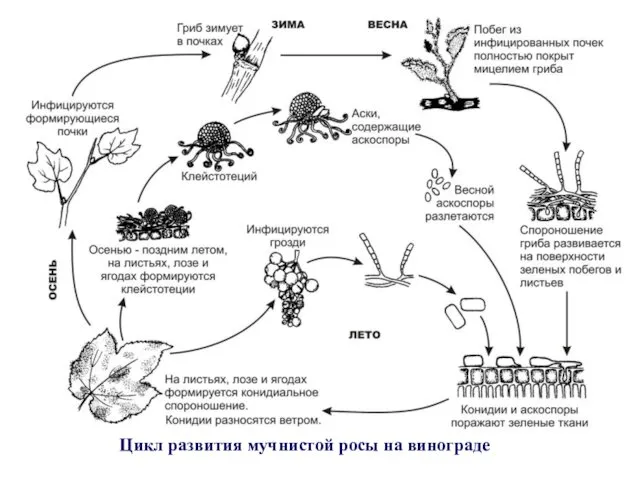 Цикл развития мучнистой росы на винограде