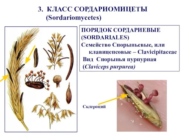 Склероций ПОРЯДОК СОРДАРИЕВЫЕ (SORDARIALES) Семейство Спорыньевые, или клавицепсовые – Clavicipitaceae Вид