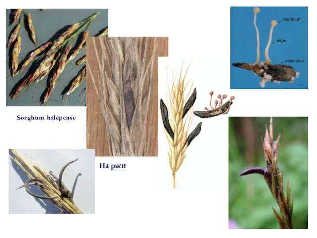 Sorghum halepense На ржи